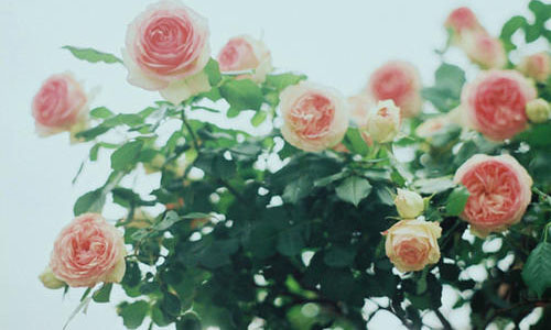 CSS3之背景background-clip